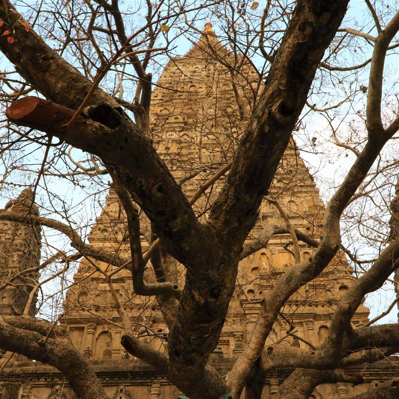 Árvore de Bodhi em Bodhgaya na Peregrinação Budista
