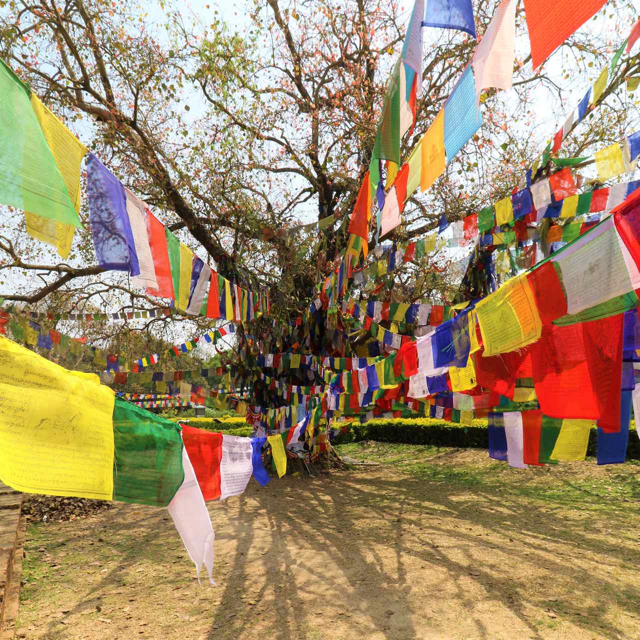 Bandeiras tibetanas em Lumbini na Peregrinação Budista