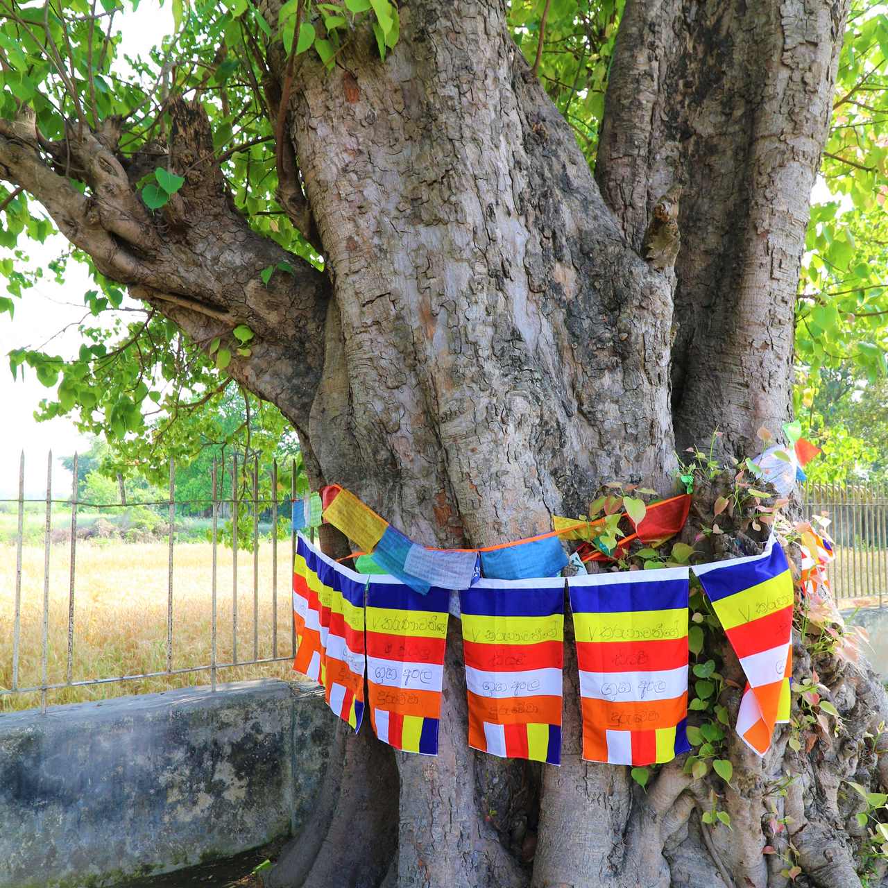 Bandeiras em árvore em Lumbini na Peregrinação Budista