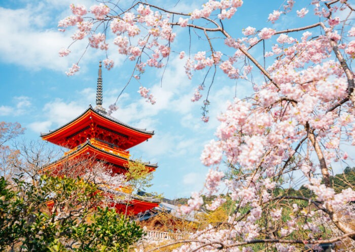 pagoda vermelha com fundo de céu azul claro e uma enorme sakura com cerejeiras em flor rosa