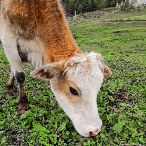 Vaca no Butão na viagem Nepal e Butão