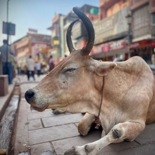 Vaca Varanasi