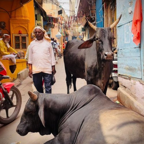 Vacas na Rua Índia