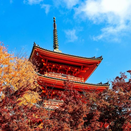 O topo de uma pagoda vermelha no japão, com um fundo de céu azul e rodeada pelo topo de árvores cor de outono