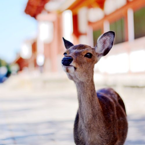 Veado de frente oara a fotografia com um fundo desfocado de um templo no japão