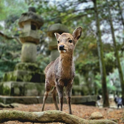 Veado num cenário de floresta natural